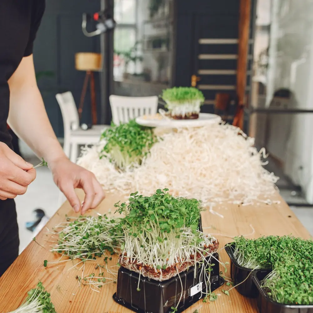 Benefits of Broccoli Sprouts 
