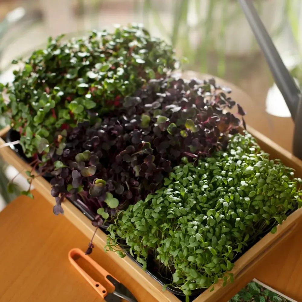 How to Maximize Sulforaphane in Broccoli Sprouts